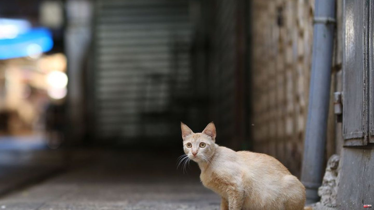 Animals: Virus kills thousands of cats in Cyprus