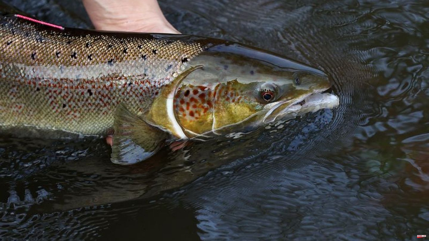 Conservation: Atlantic salmon now globally classified as “endangered”.