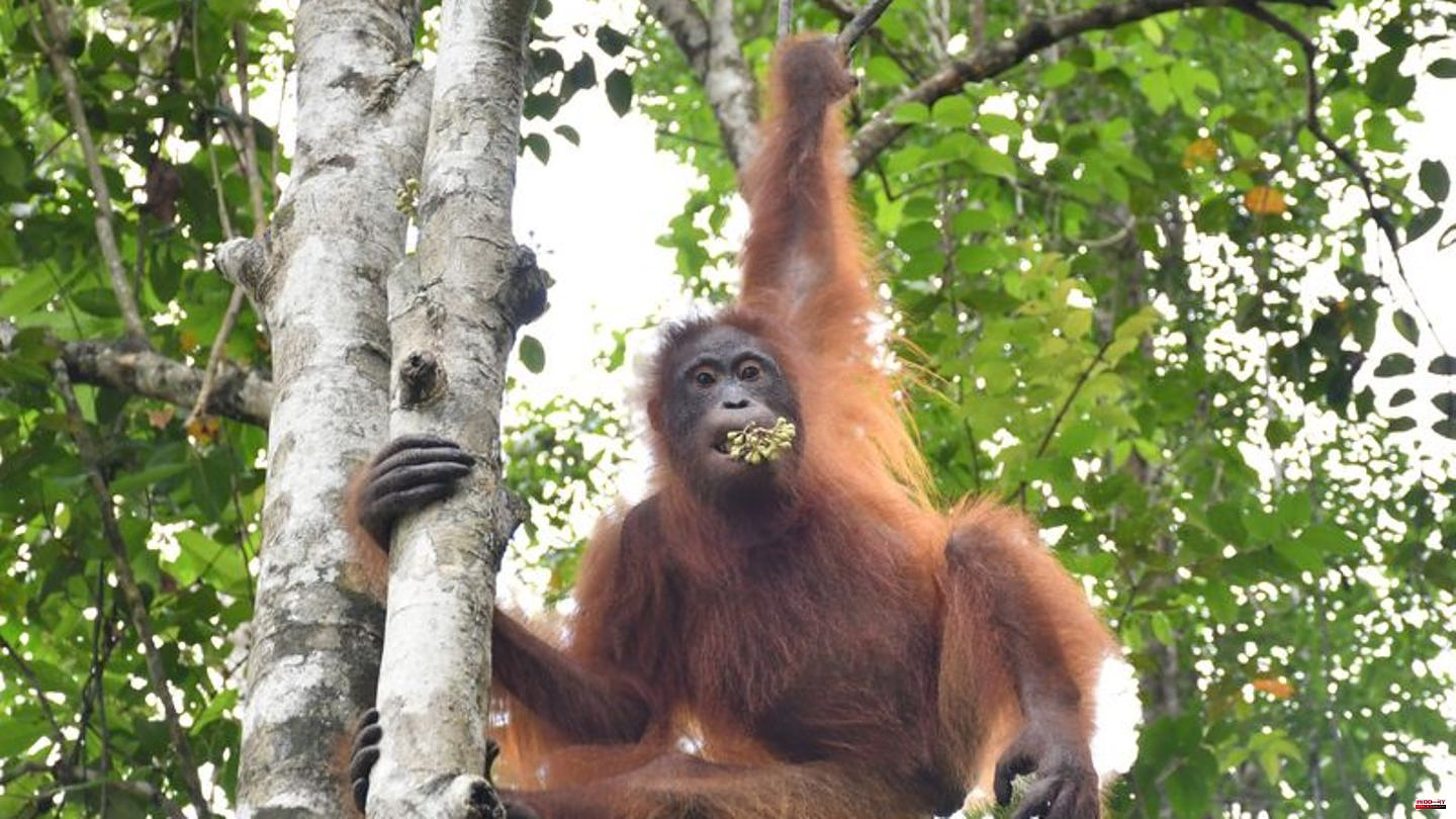 Animals: Drugged Orangutan: Taymur's Long Road to Freedom