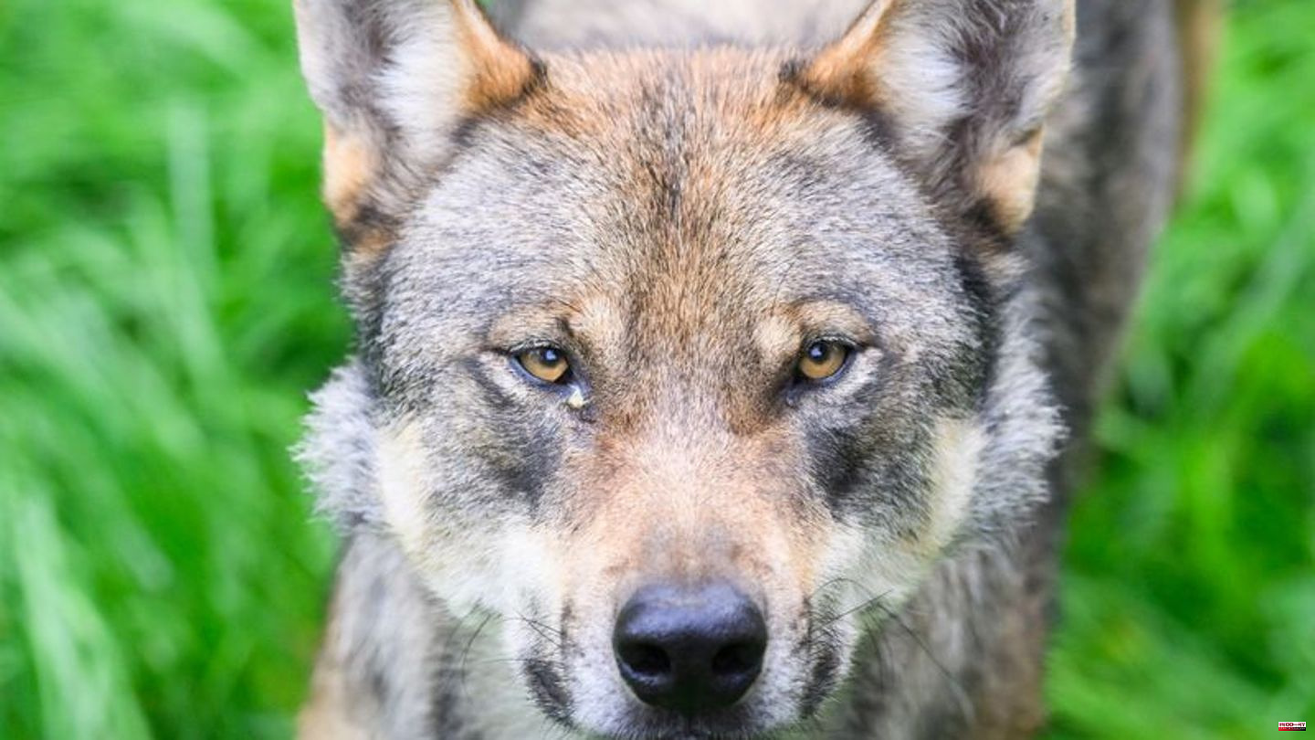 Animals: EU Commission wants to lower protection status for wolves