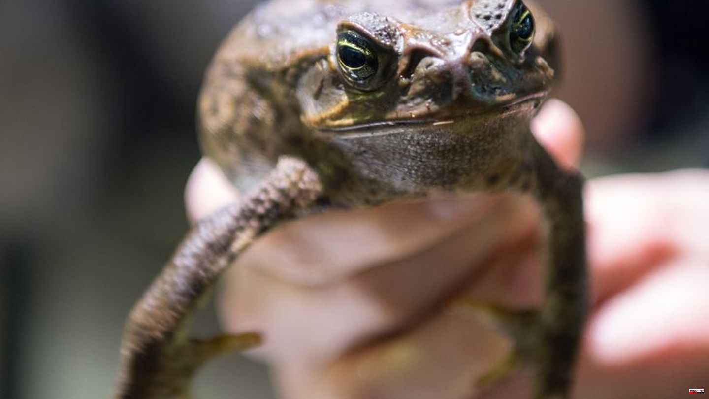 Wildlife: Australia goes toad hunting