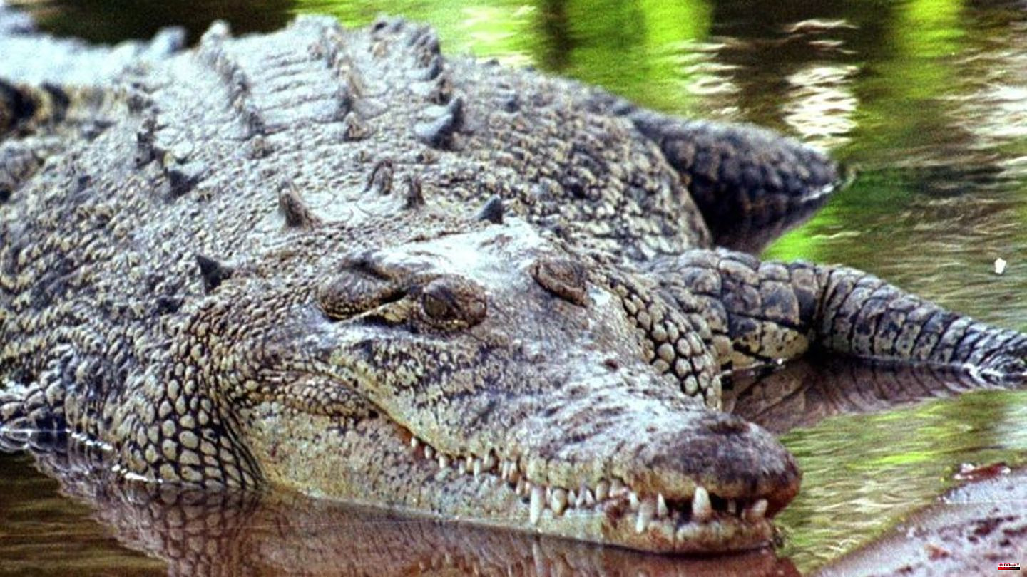 Reptiles: Real Romantics: Study of the "love language" of crocodiles