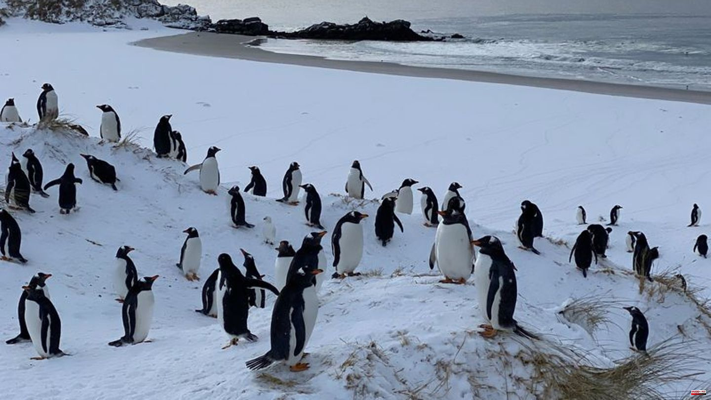 Animals: Bird flu detected in penguins on Falkland Islands