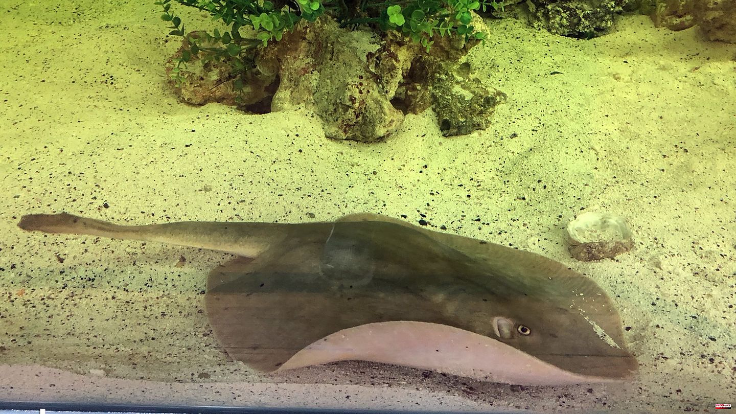 Bizarre reproduction: "We thought she had cancer": The only stingray in an aquarium is pregnant - probably by a shark