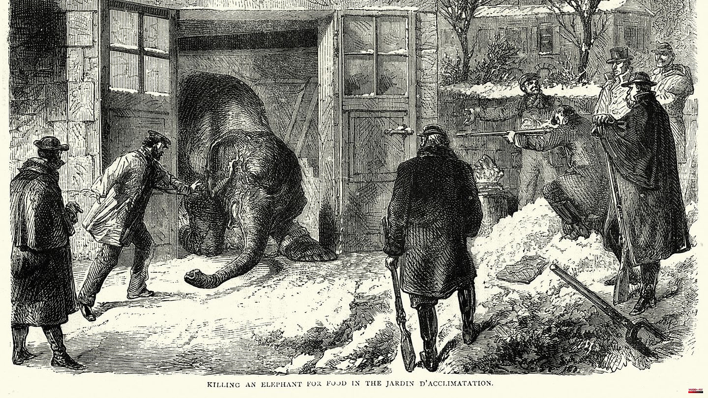 Haute cuisine with a difference: elephant trunk and bear knuckle: the winter in which the Parisians ate their zoo animals
