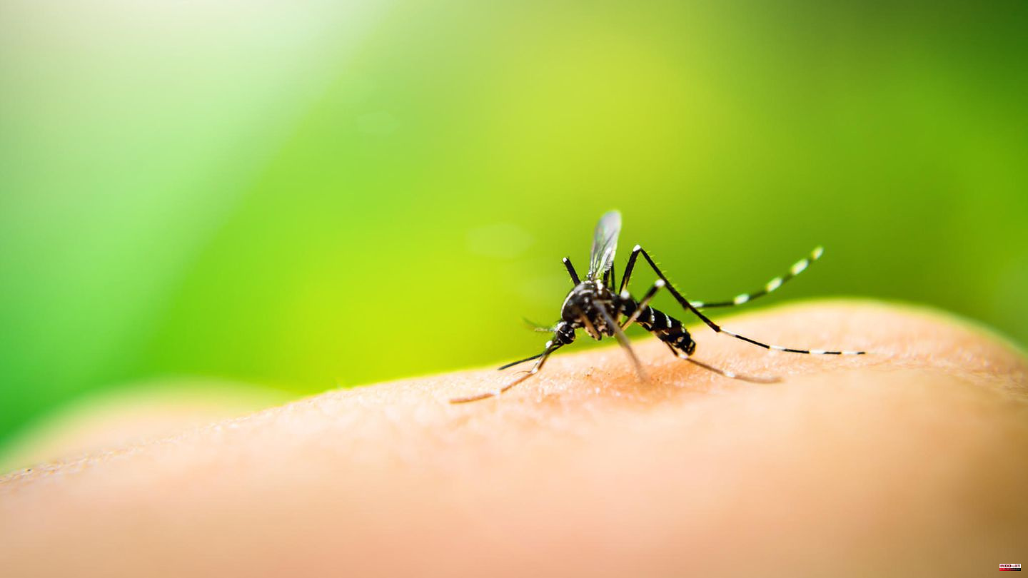 Dangerous mosquito bite: Dengue fever in Brazil: This is what you need to know about the disease