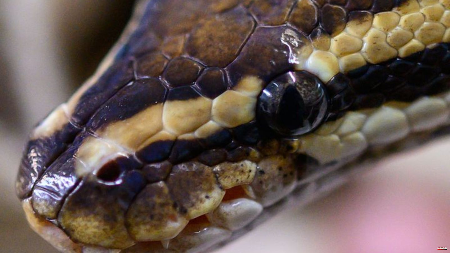 Pizzeria with Python: Man wants to get alcohol with a snake