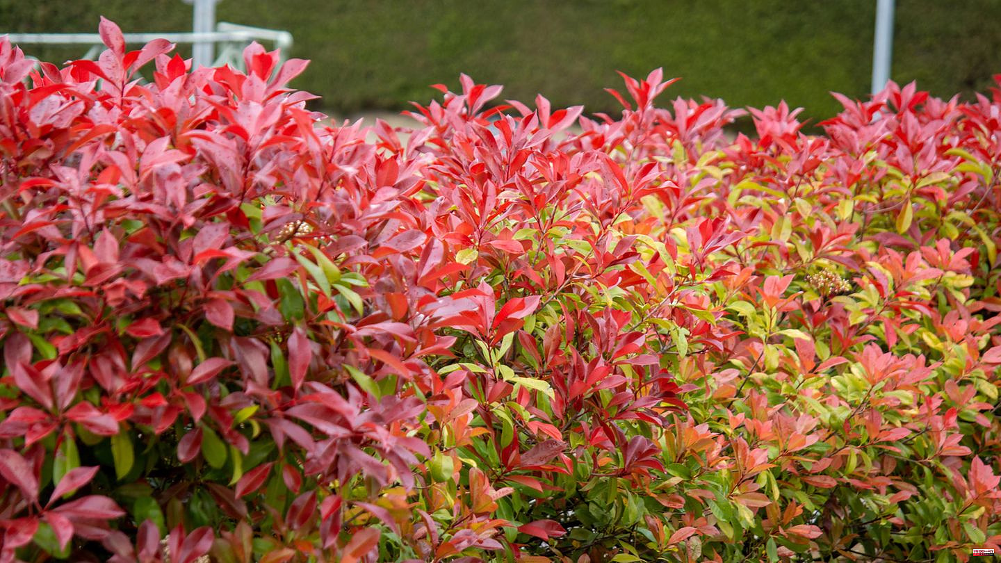 Eye-catcher: Evergreen shrubs: These plants retain their leaves all year round