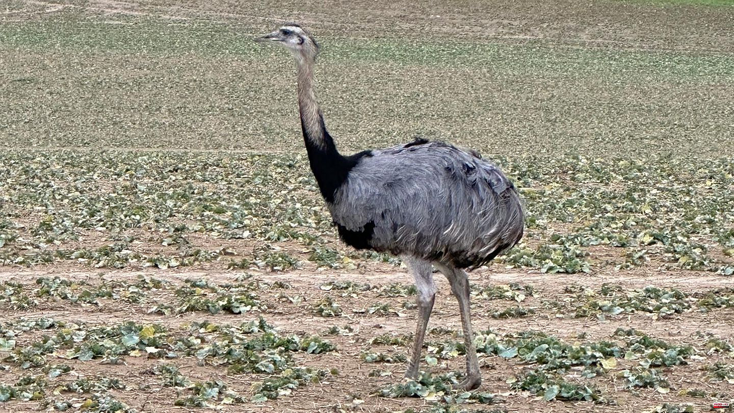 Schlotheim: Escaped from enclosure: aggressive emu named Nando shot in Thuringia