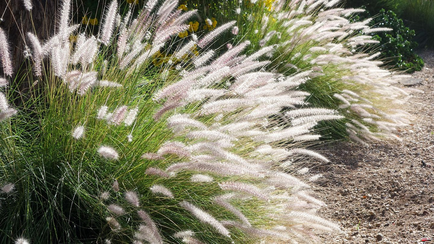 Ornamental grasses: How to properly plant – and care for – decorative Pennisetum grass