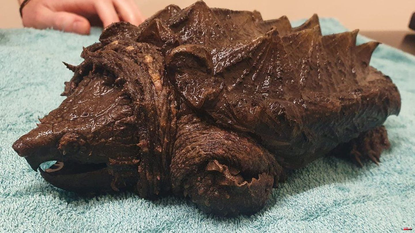 Wildlife: Invasive species: Dangerous alligator turtle discovered in British pond