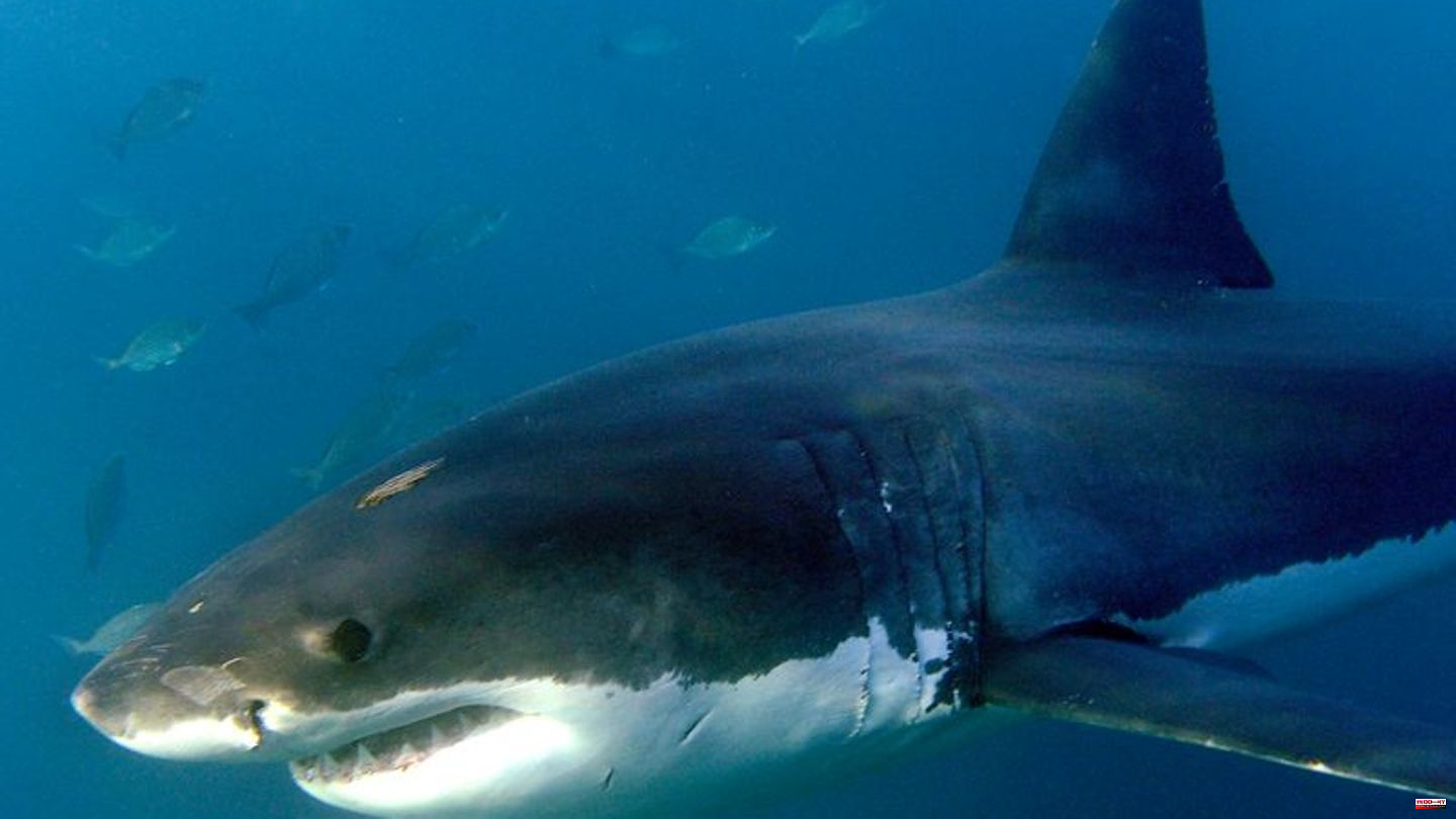 Predatory fish: Researchers count more shark attacks than last year