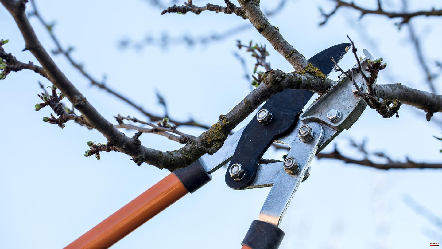 Garden: Pruning fruit trees in spring: snap, what has to go?