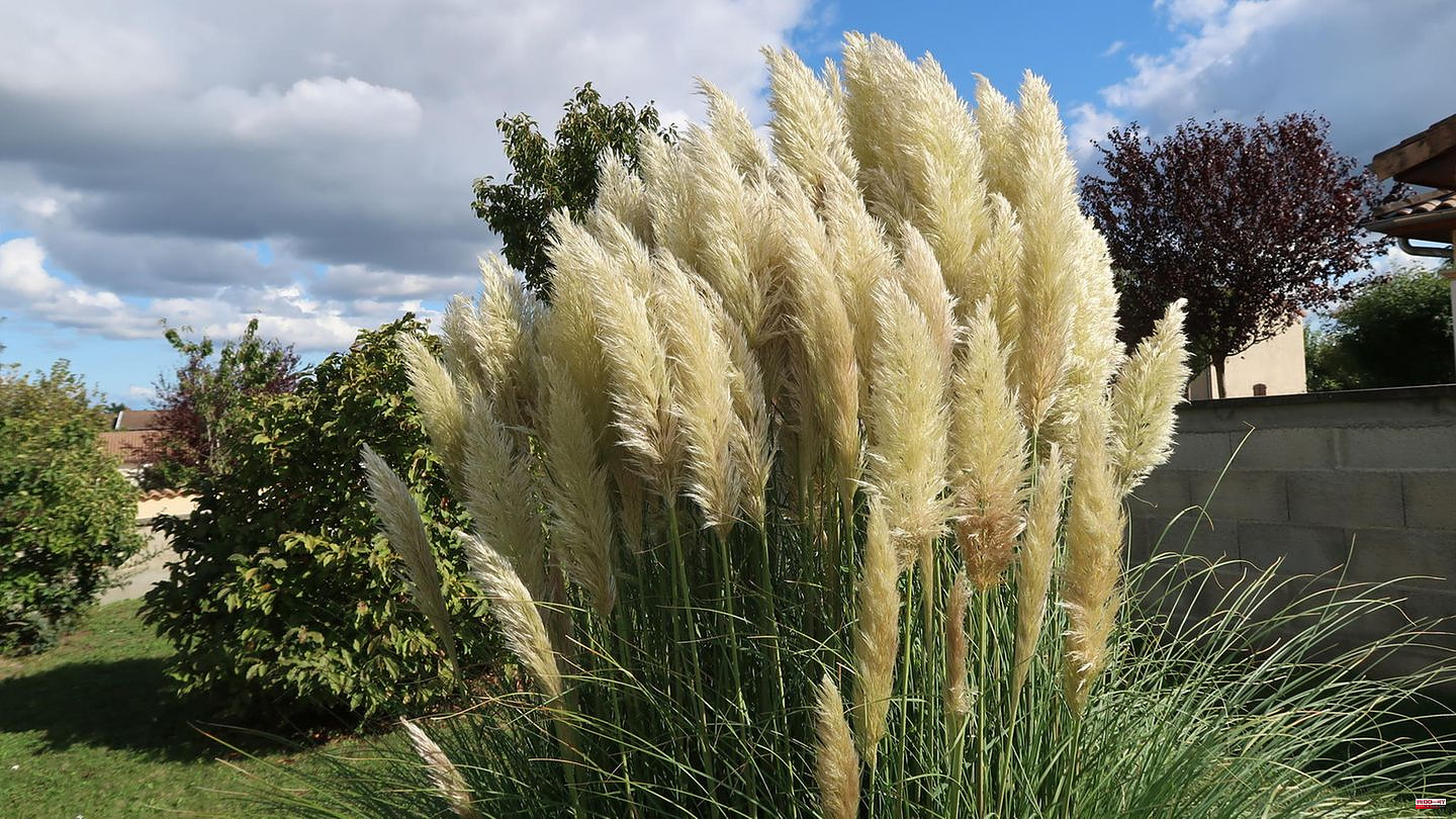 Cortaderia selloana: Cutting back pampas grass in spring: This is important to keep in mind