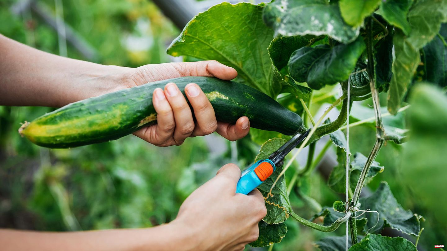 Growing vegetables: Planting cucumbers: These are the most important steps - from sowing to care