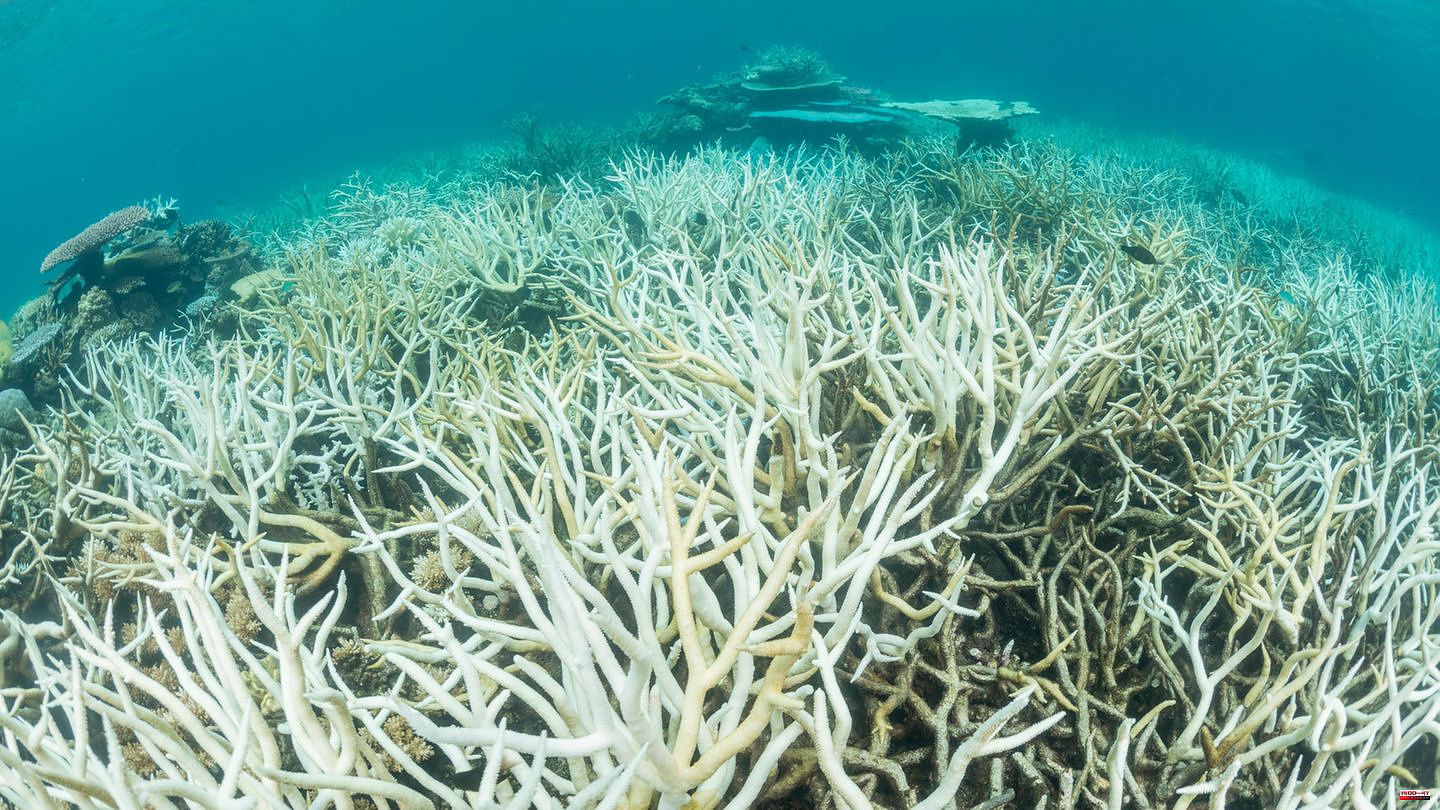 Australia: Great Barrier Reef records worst coral bleaching ever recorded