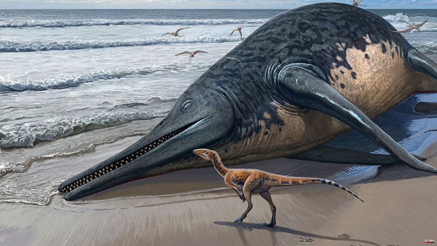 Animals: More than 25 meters: A huge reptile once lived in the sea