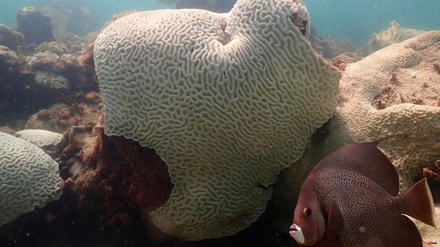 Environment: Alarming coral bleaching in the world's oceans