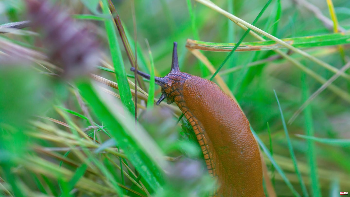 Natural defense: Are there really plants that drive snails out of the garden?
