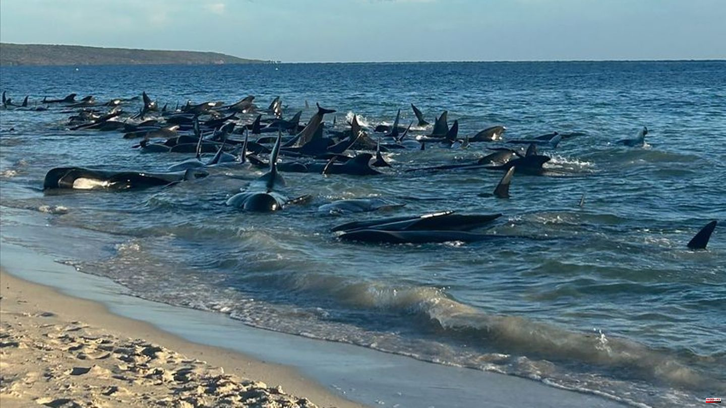 Animals: Mass stranding - happy ending for 100 pilot whales in Australia