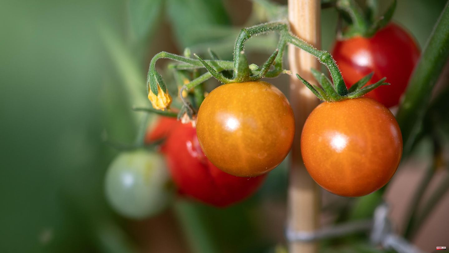 Vegetable garden: Planting tomatoes: What you should consider - and how important the right timing is