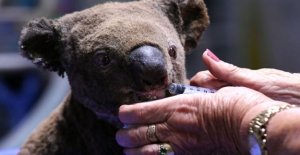 Koalaen Lewis was rescued in flames - but did not
