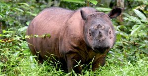 Malaysia's last surviving sumatranæsehorn is dead
