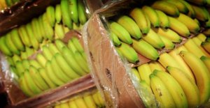 Supermarkets will from next year only sell eco-bananas
