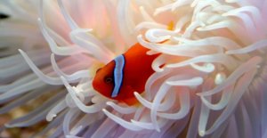 The climate is threatening Nemo and his mysterious...
