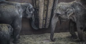 39-year-old elephant dies at Zoo after short illness