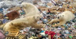 Over 50 hungry polar bears move towards the Russian...