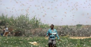 Somalia hit by the worst locust plague in decades