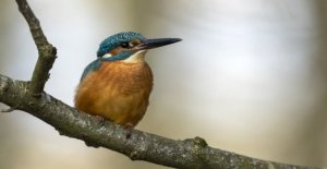 The kingfisher goes steadily forward in Denmark