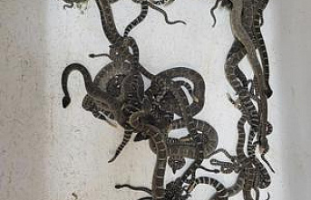 Northern California Home has more than 90 snakes