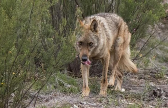 The TC admits the Government's appeal against the Hunting Law of Castilla y León for the wolf
