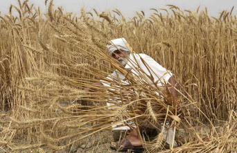 Wheat prices soar after Indian export embargo
