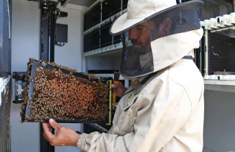 [PHOTOS] In Israel, robotic hives to preserve bees