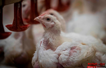 Small Estrie poultry producers worried about avian...