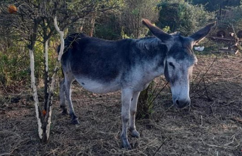 The PP appears as a popular accusation in the case of the dead donkeys in Castellón