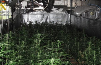 Five arrested for growing marijuana in homes in Esquivias and Yeles