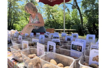 Alpes-de-Hautes-Provence. More than 200 varieties of potatoes are available in the Selonnet collection
