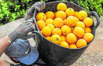 Bittersweet victory for citrus growers: Brussels approves...