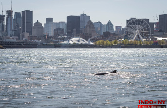A second whale in Montreal waters