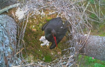 The first three Madrid black stork chicks are born within the regional recovery program