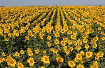 Sunflower planting increases by 50% in Castilla y...