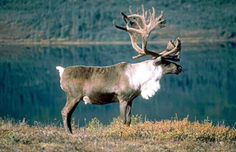 Caribou: the Innu Council of Pessamit hardens the...