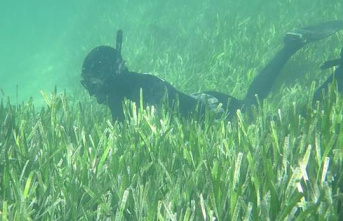 Climate change threatens the largest stores of CO2 in seagrass beds