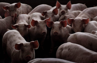 Labor shortage: pig farmers ask Quebec and Ottawa...