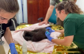 The bear cub found in Igüeña (León) responds positively to treatment, but remains 'critical'