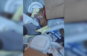 [IN VIDEOS] He finds 3 kittens in a garbage truck